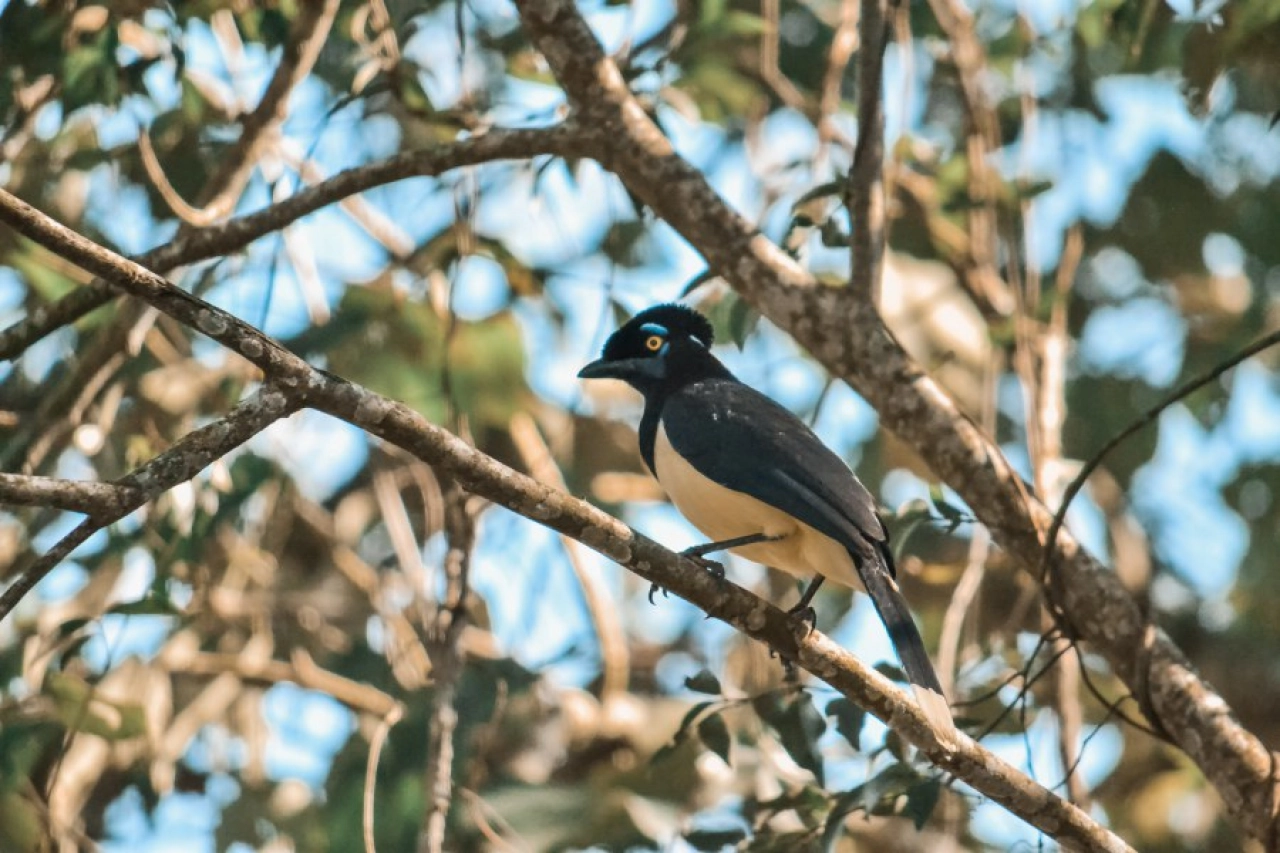 Vogel bij de Iguazu falls