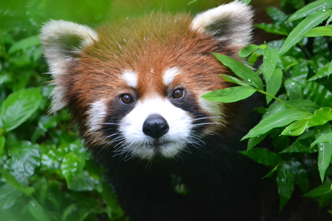 Yuan Panda National Park in China - Reiskick
