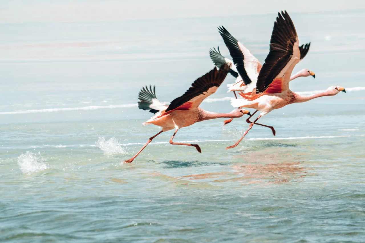 Flamingo's Salar de Uyuni Bolivia - Reiskick 