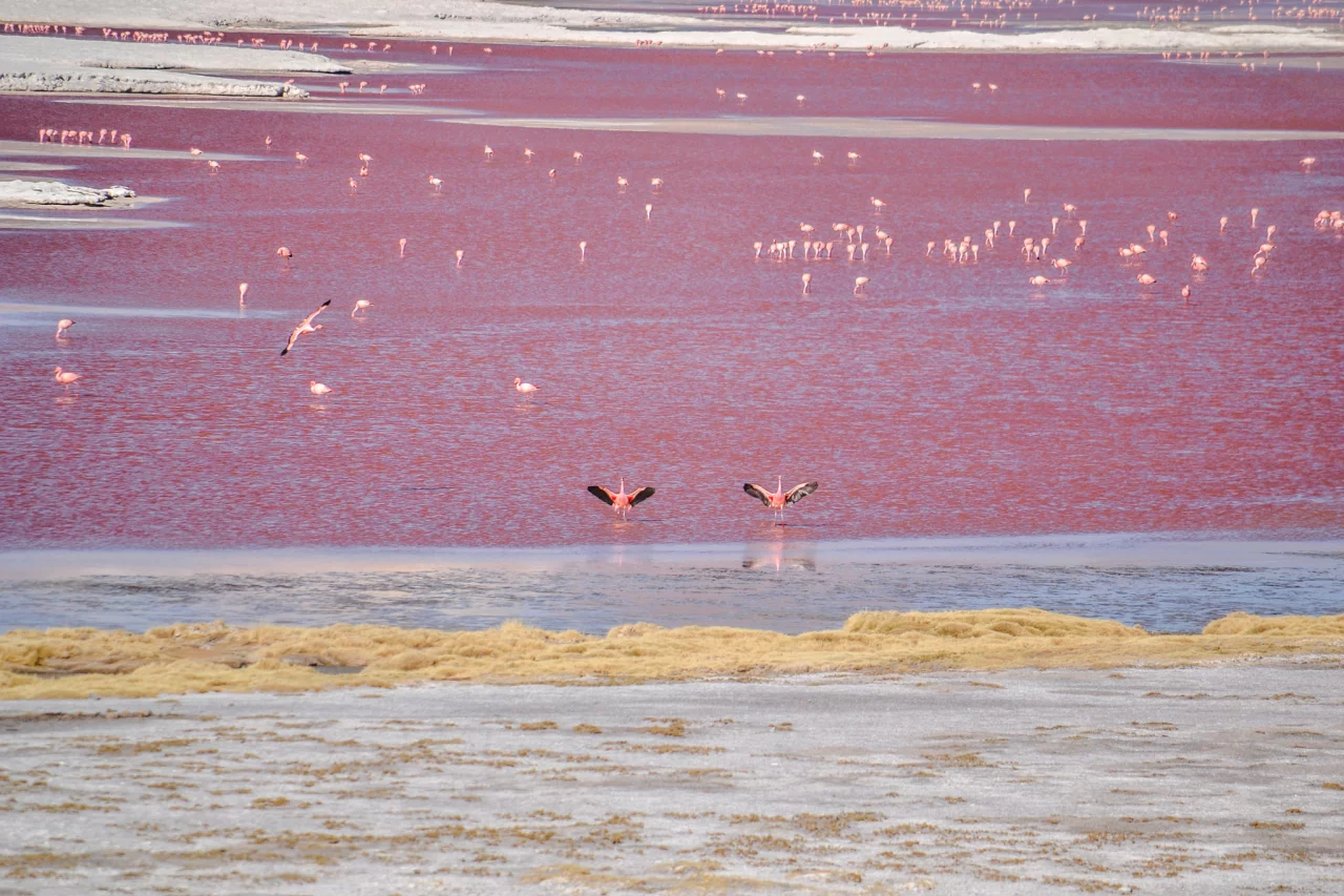 Rode meer Salar de Uyuni, Bolivia - Reiskick