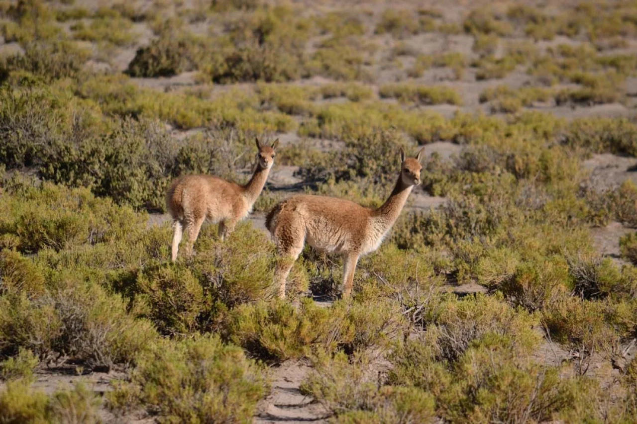 Openbaar vervoer in Bolivia - REISKICK