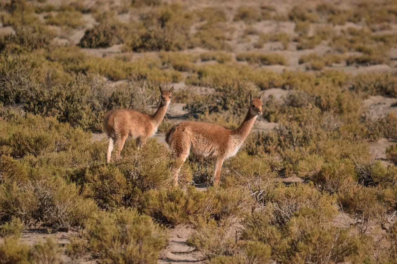 Salar de Uyuni, Bolivia - Reiskick
