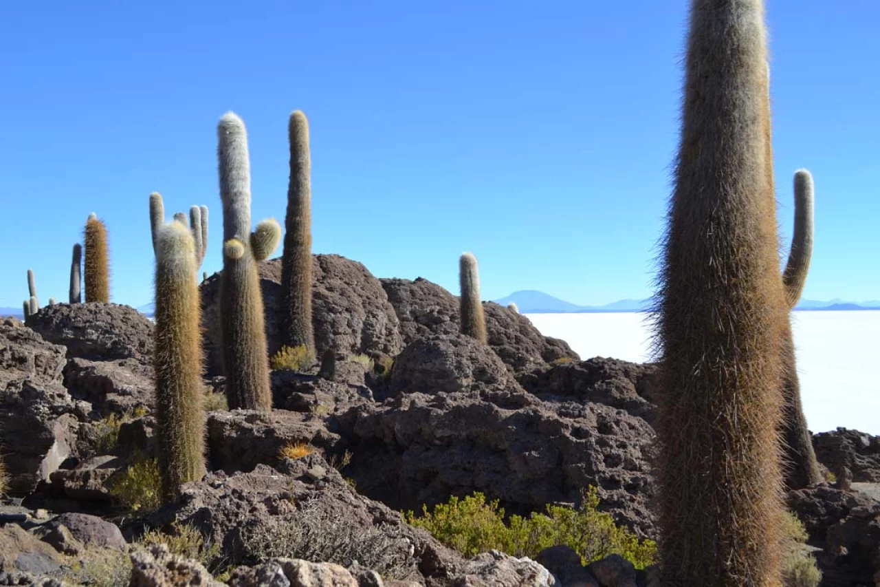 Openbaar vervoer in Bolivia - REISKICK