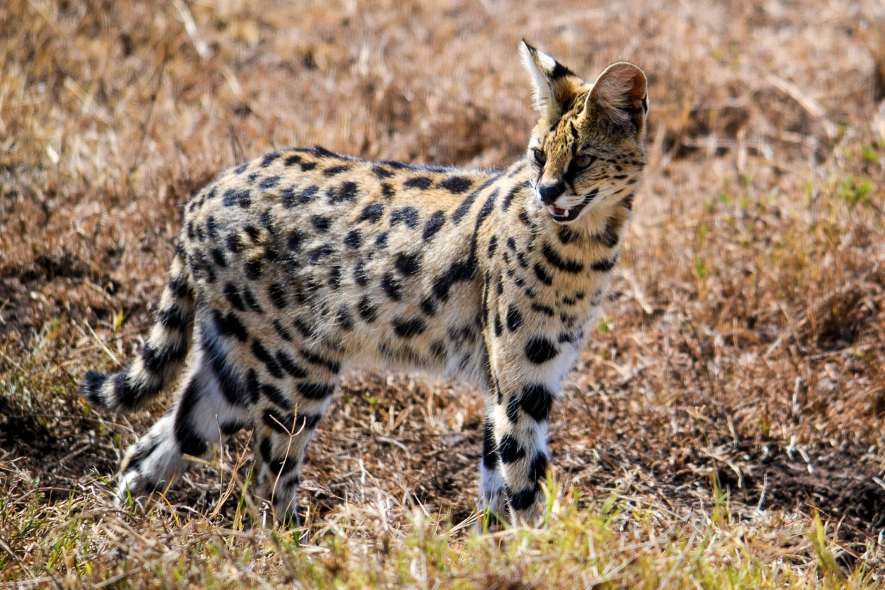 Serval (katachtige) Ngorongoro krater