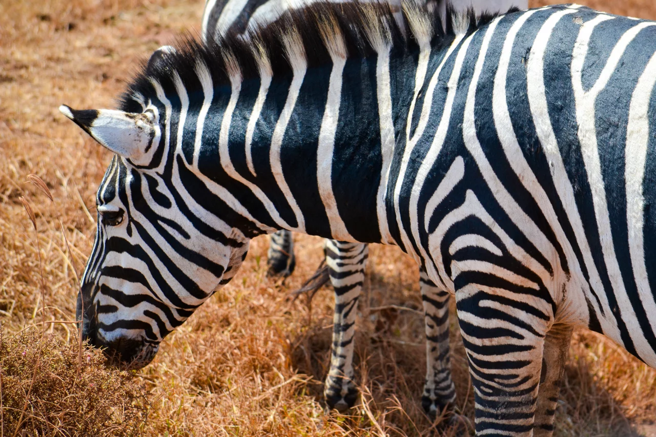 Zebra - Ngorongoro krater