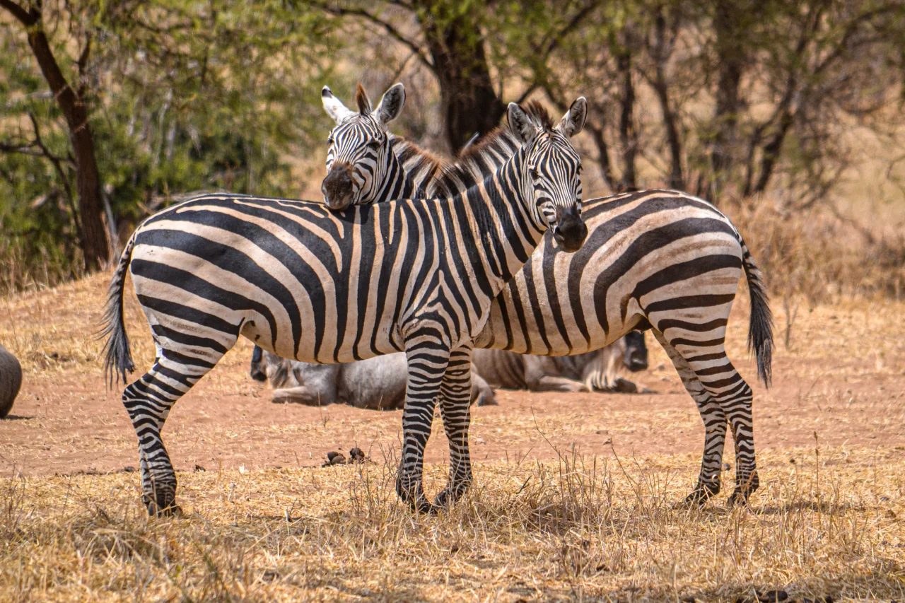 Zebra's en Gnoes - Tarangire national park Reiskick