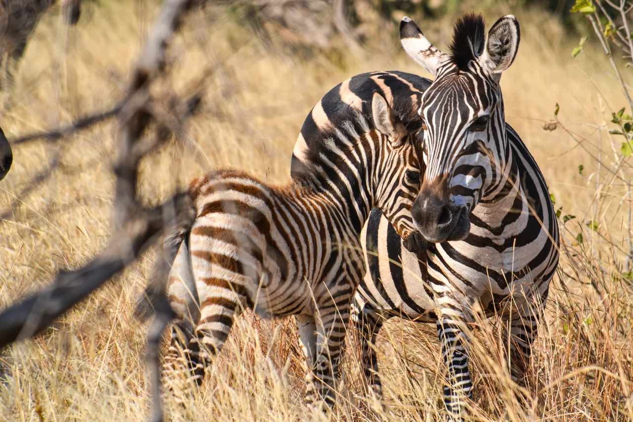 Zebra's Tarangire - Safari Tanzania Reiskick