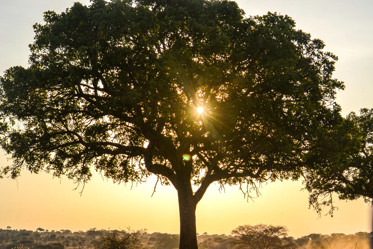 Zon door Acaciaboom in Tarangire national park - Reiskick