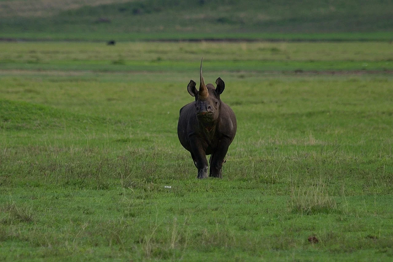 Zwarte neushoorn - Ngorongoro Tanzania