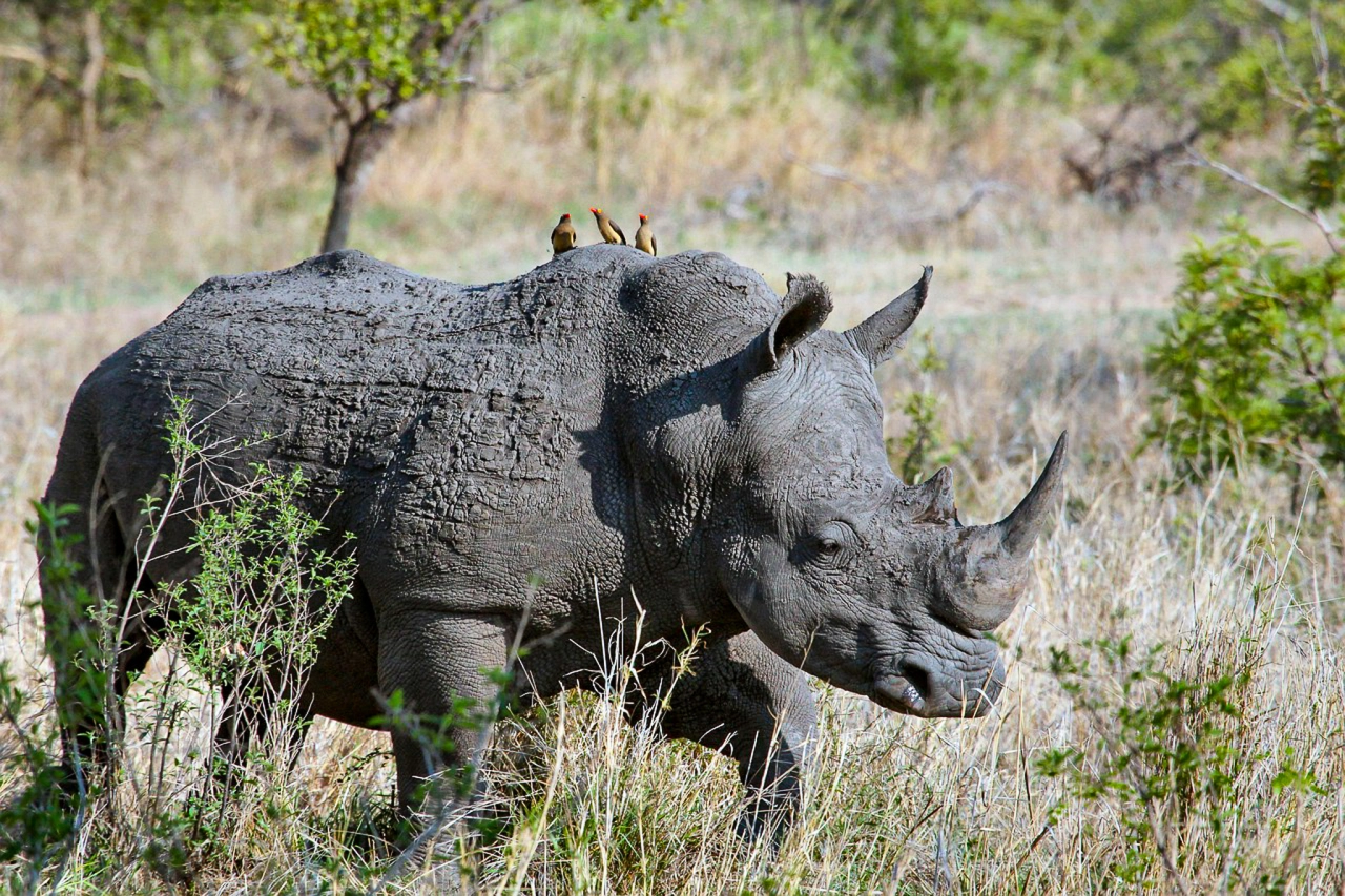 Zwarte neushoorn Tanzania-2