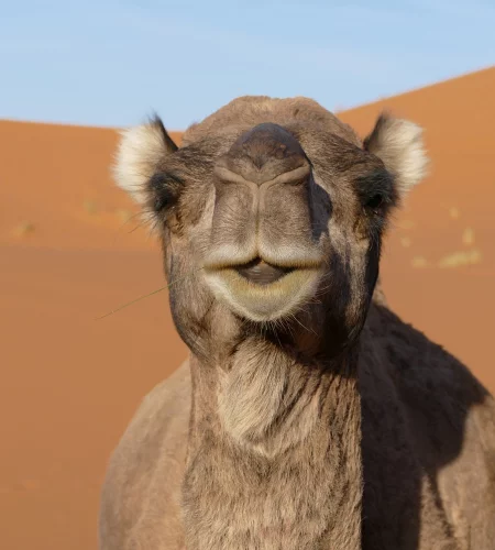 Tips voor een rondreis Marokko - Reiskick