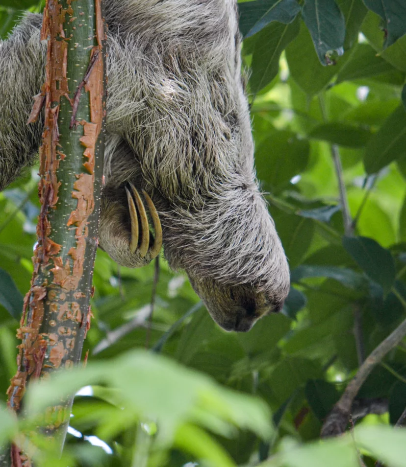 Luiaard in Costa Rica - Reiskick