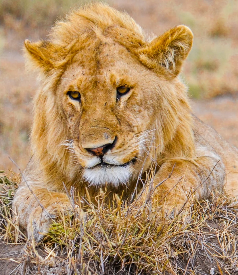 Leeuw Serengeti - Rondreis Tanzania Reiskick