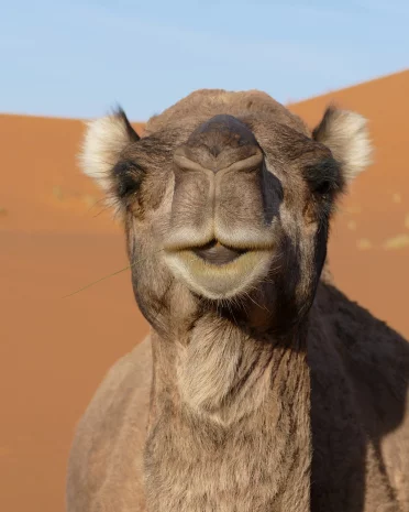 Een rondreis door Marokko? De beste tips op een rijtje