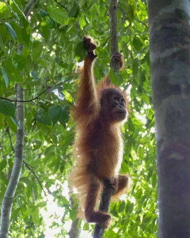 Rondreis door Noord-Sumatra