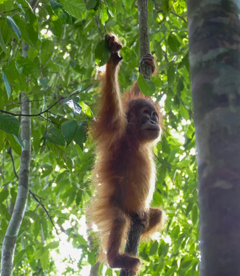 Rondreis door Noord-Sumatra - Reiskick