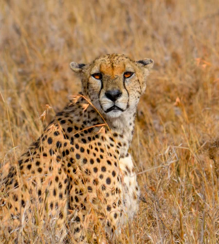 Cheeta in het gras Serengeti - Safari Tanzania Reiskick