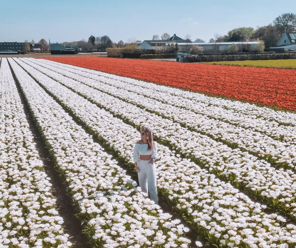 Tulpenvelden in Nederland - Reiskick