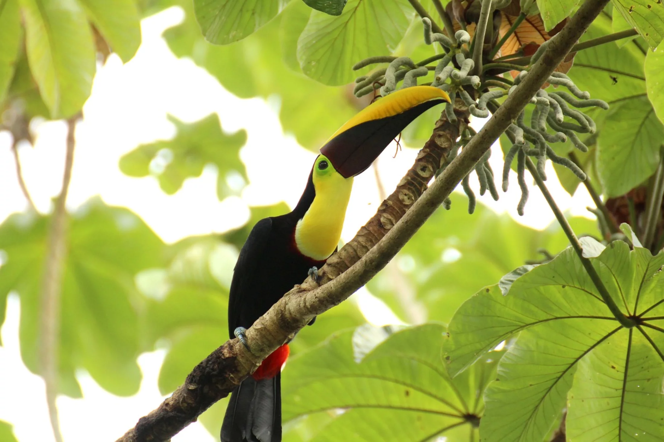 Costa Rica - toucan