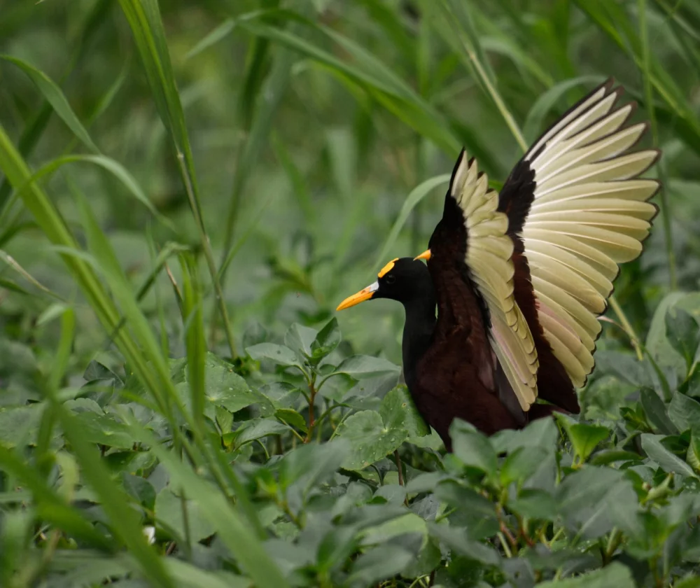 Wat te doen in Tortuguero ? - Reiskick