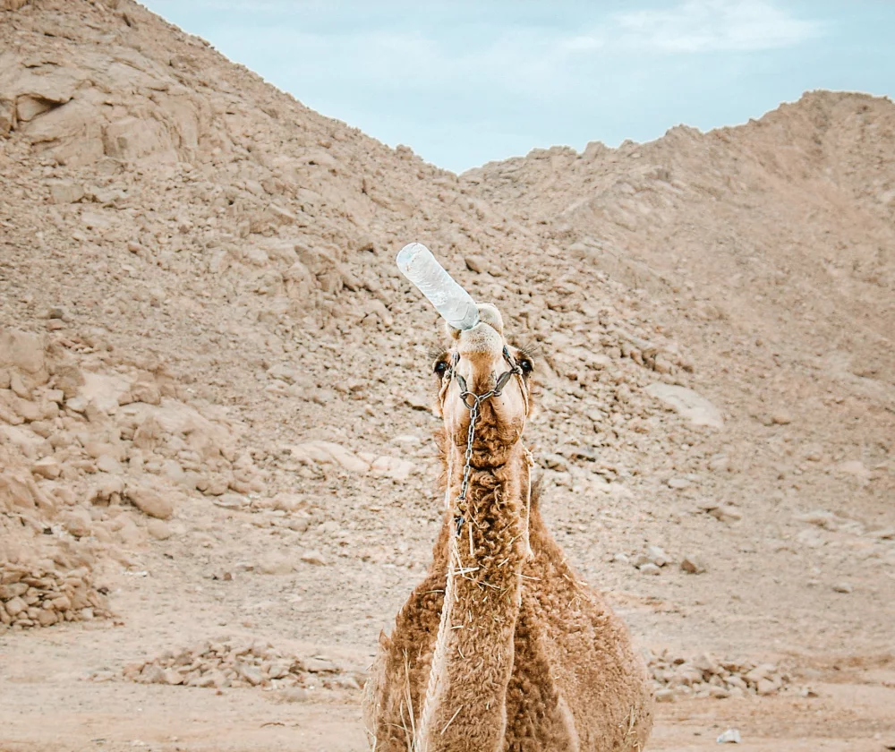 Hurghada, Egypte - Reiskick