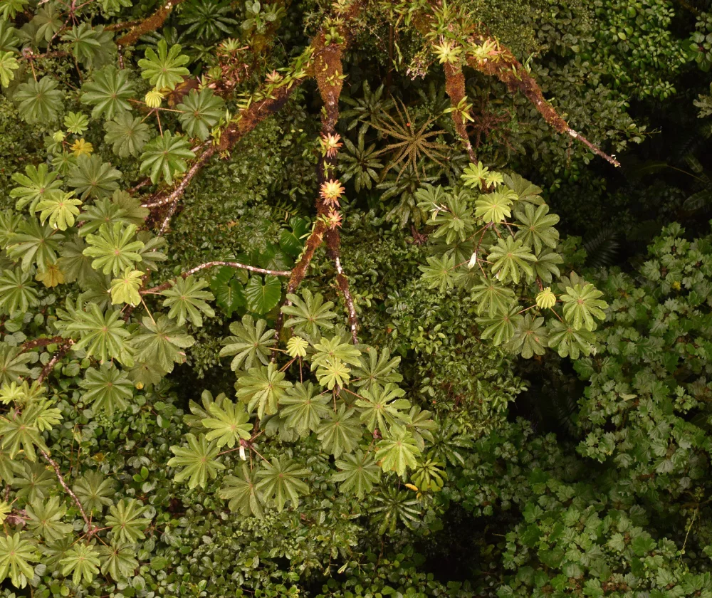 Monteverde in Costa Rica - Reiskick