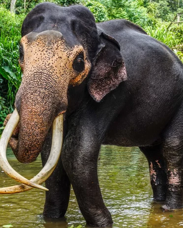 Is Millennium Elephant Foundation een aanrader in Sri Lanka?
